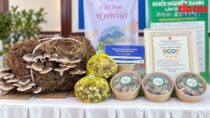 Sản phẩm nấm rơm đạt tiêu chuẩn OCOP 3 sao được giới thiệu tại khu vực trưng bày của cuộc thi.
