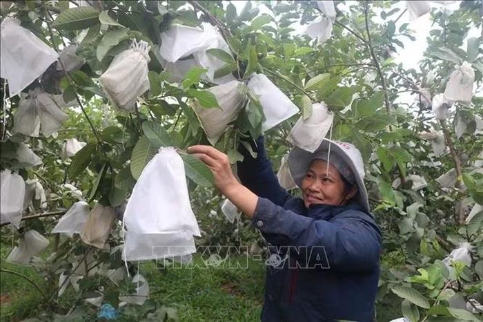 Vườn ổi không hạt của anh Thắng tạo việc làm cho 5 lao động với thu nhập 8 triệu đồng/tháng.