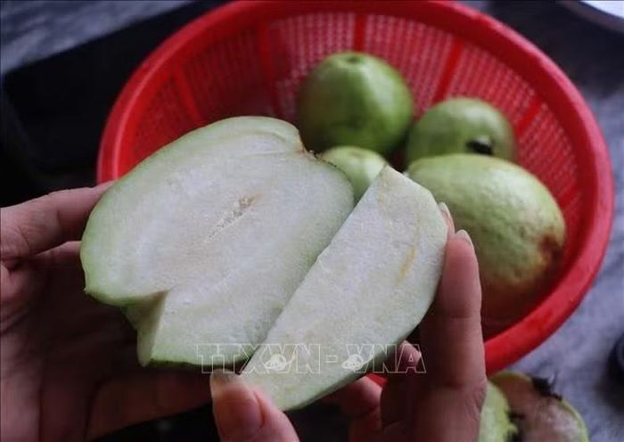 Ổi không hạt của gia đình anh Nguyễn Văn Thắng được người tiêu dùng ưa chuộng bởi vị ngọt, giòn.