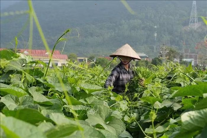 Các hộ nông dân Tam Đảo trồng rau su su theo mô hình VietGAP. Ảnh: Nguyễn Thảo/TTXVN