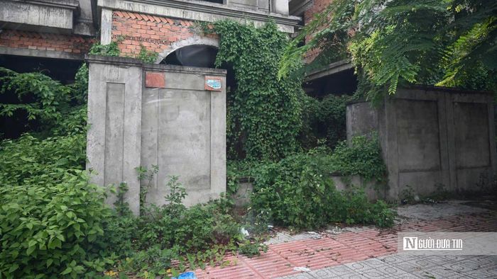 Cỏ dại và cây bụi mọc xung quanh những căn nhà chưa được đưa vào sử dụng.