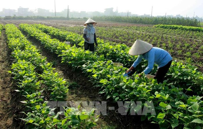 Tỉnh Phú Thọ có quỹ đất nông nghiệp khoảng 773,9 nghìn ha, chiếm 82,8% diện tích tự nhiên. Ảnh minh họa: Thế Duyệt – TTXVN