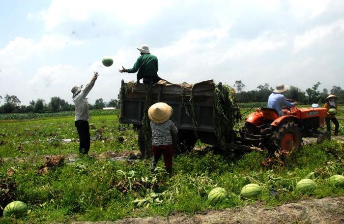 Phú Thọ có nhiều tiền năng, lợi thế và thuận lợi để phát triển nông nghiệp tuần hoàn, tích hợp đa giá trị.. Ảnh minh họa: TTXVN