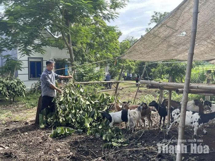 Anh Quách Minh Phượng ở xã Vân Du chăm sóc đàn dê của gia đình.