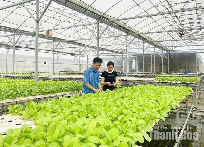 HTX dịch vụ nông nghiệp Phú Lộc (xã Hoa Lộc) đầu tư mở rộng diện tích sản xuất nông nghiệp ứng dụng công nghệ cao.