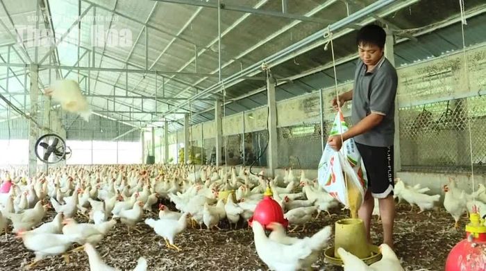 Gà thịt lông trắng hiện chỉ còn hơn 30 nghìn đồng/kg, thấp nhất trong nhiều năm qua.
