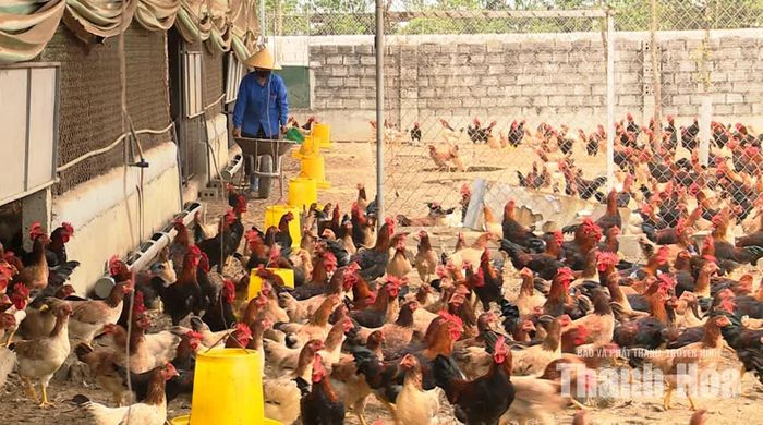 Gà ri đang có giá cao nhất hơn 70 nghìn đồng/kg, giảm 10 nghìn đồng/kg so với cùng kỳ năm trước.