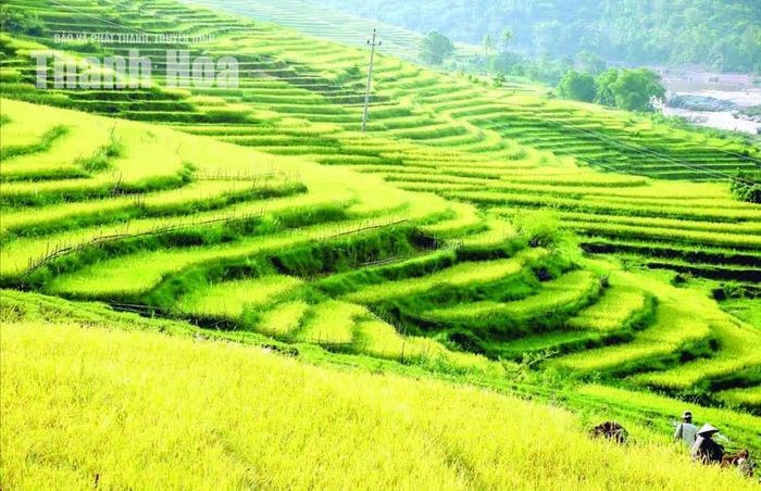 Ở Tén Tằn, những thửa ruộng bậc thang được đồng bào các dân tộc thiểu số chăm sóc kỹ càng. Ảnh: Trần Đàm