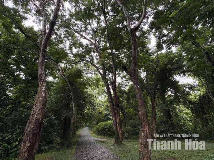 Không gian rừng lim và hệ thực vật phong phú tại Lam Kinh.