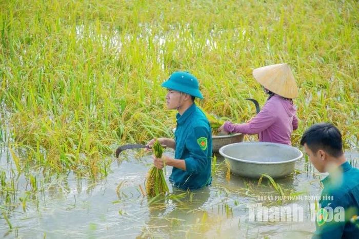 Ngay sau lễ phát động, lãnh đạo xã đã trực tiếp điều phối các tổ công tác xuống từng thửa ruộng.