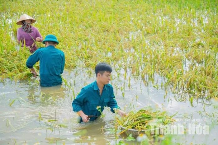 Các lực lượng thực hiện gặt tay, thu gom từng bó lúa...