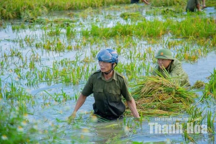 ...và vận chuyển lên bờ.