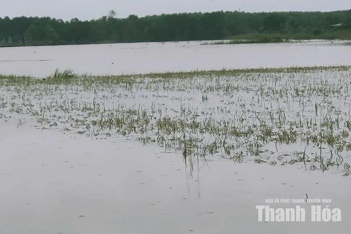 Hơn 1.300 ha sản xuất nông nghiệp trên địa bàn xã Thạch Bình bị ngập úng