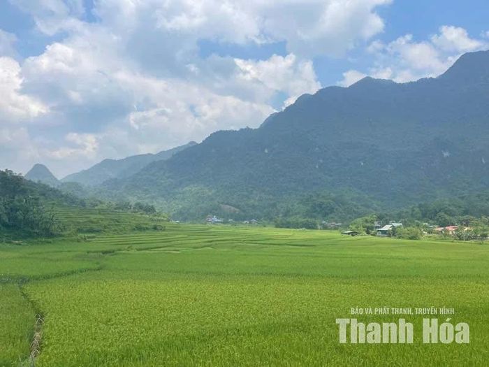 Những thửa ruộng bậc thang xanh mướt ở Bó Nủa.