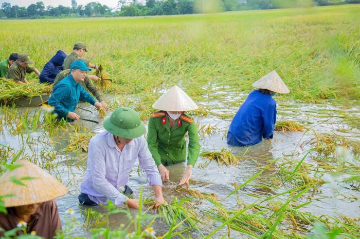Các lực lượng hỗ người dân thu hoạch lúa mùa bị ngập lụt.