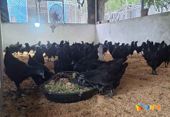 Đàn gà H'Mông của Hợp tác xã Nông sản Hòa Khương sau hơn 2,5 tháng thả nuôi sinh trưởng và phát triển tốt trên nền đệm lót sinh học. Ảnh: HOÀNG LIÊN