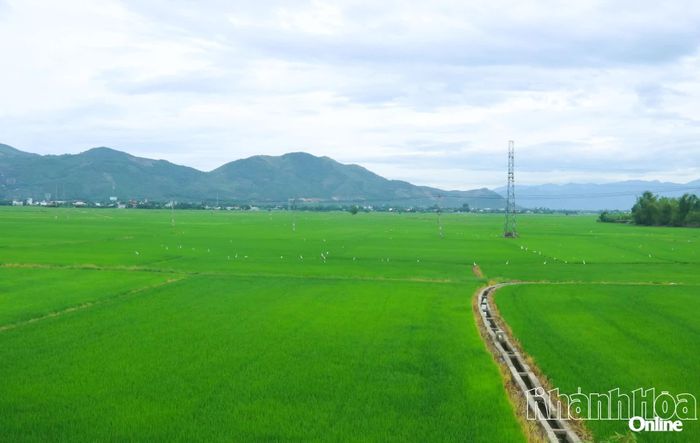 Cánh đồng lúa xanh mát trải dài bên Quốc lộ 27C, đoạn qua khu vực Diên Khánh.