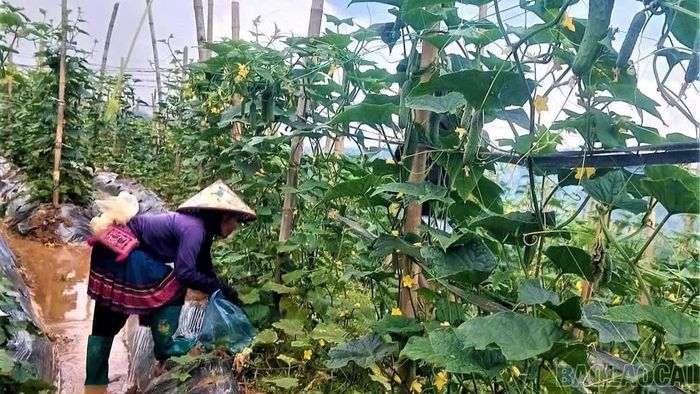 Xã Lao Chải đã chuyển đổi hơn 73 ha lúa nương kém hiệu quả sang các loại cây trồng có giá trị kinh tế.