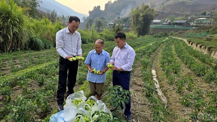 Cán bộ xã Lao Chải cùng người dân thôn Dào Xa kiểm tra sản phẩm ớt xanh khi thu hoạch.