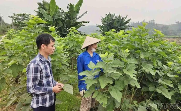 Cán bộ khuyến nông hướng dẫn người dân chăm sóc cây dâu tằm.