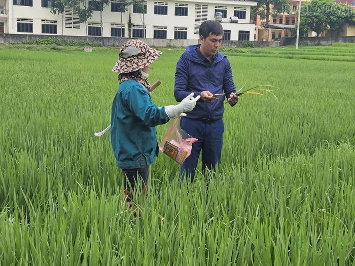 Cán bộ Trung tâm Dịch vụ tổng hợp xã hướng dẫn người dân phòng trừ sâu bệnh, nâng cao năng suất lúa.