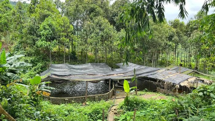 Người dân xã Phúc Khánh phát triển nuôi cá tầm, tạo thêm nguồn thu ổn định.