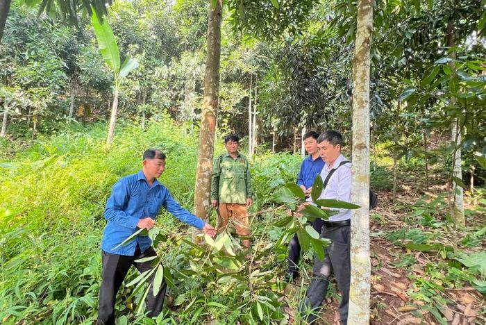 Quế là cây trồng chủ lực, góp phần nâng cao thu nhập cho người dân xã Phúc Khánh.