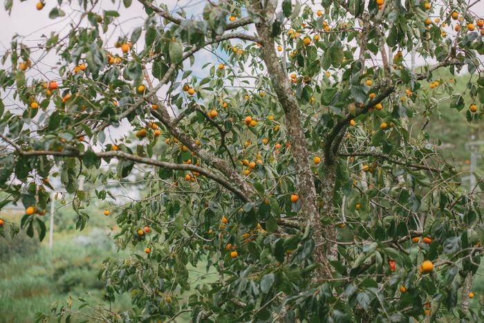 Những vườn hồng xuất hiện trên những triền đồi cao nguyên