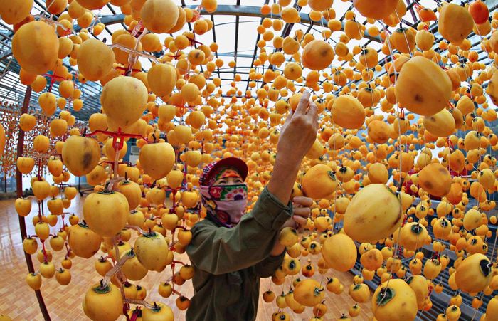 Đây cũng là thời điểm nông dân bước vào đợt làm hồng treo gió. Ảnh: C.Thành