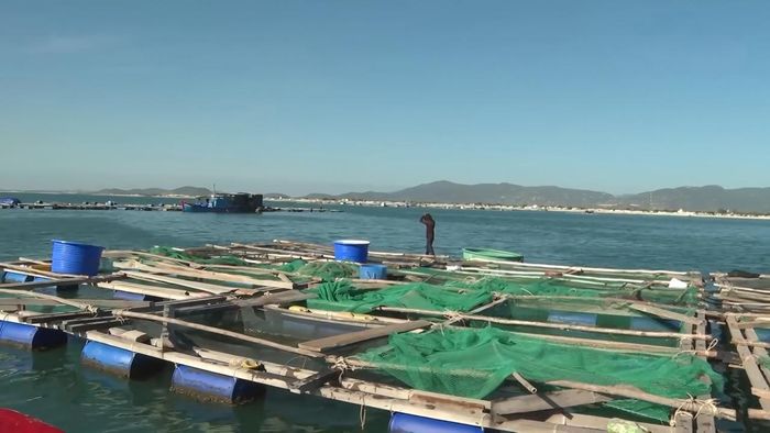 Nuôi cá trên biển giúp ngư dân tận dụng được nguồn thức ăn là cá do ngư dân đánh bắt