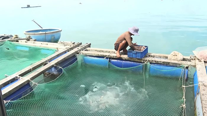 Việc nuôi cá lồng bè mang lại hiệu quả kinh tế tương đối cao