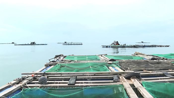 Người dân xã Phan Rí Cửa hiện vẫn sử dụng chủ yếu lồng nuôi làm từ gỗ