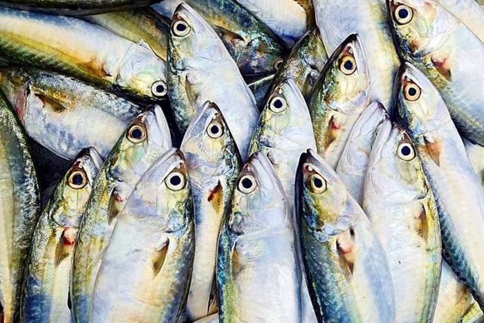 Cá bạc má tươi roi rói ở Phan Thiết. (Ảnh: PN)