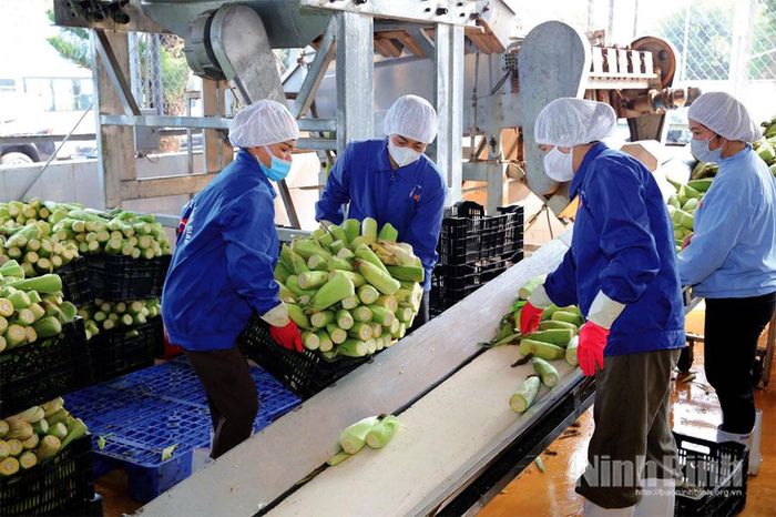 Dây chuyền sản xuất ngô ngọt tại Công ty Cổ phần Thực phẩm xuất khẩu Đồng Giao.