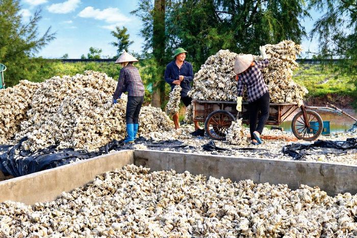 Nông dân Kim Đông vào mùa sản xuất hàu giống. Ảnh: Minh Đường