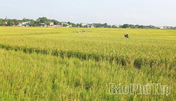 Nông dân Lai Sơn, phường Vĩnh Yên tích cực tăng gia sản xuất, thực hiện lời căn dặn khi về thăm Hợp tác xã Nông nghiệp Lai Sơn ngày 30/3/1958.