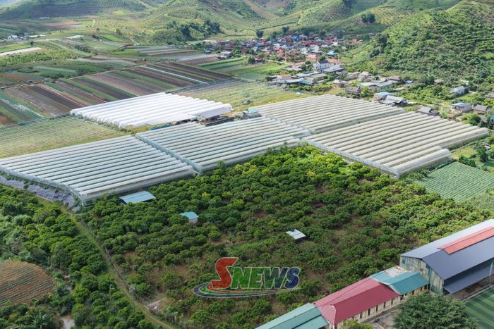 Vùng trồng cây ăn quả và rau trong nhà kính tại xã Lóng Phiêng.