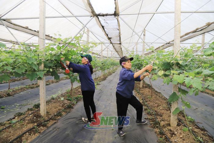 Mô hình trồng nho sữa trong nhà lưới của HTX Dịch vụ Phát triển Nông nghiệp 19/5, phường Vân Sơn.