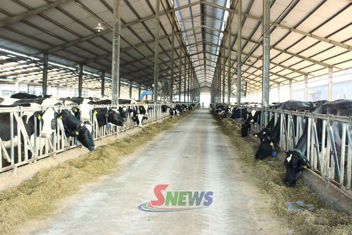 Trang trại nuôi bò sữa của Mộc Châu Milk.