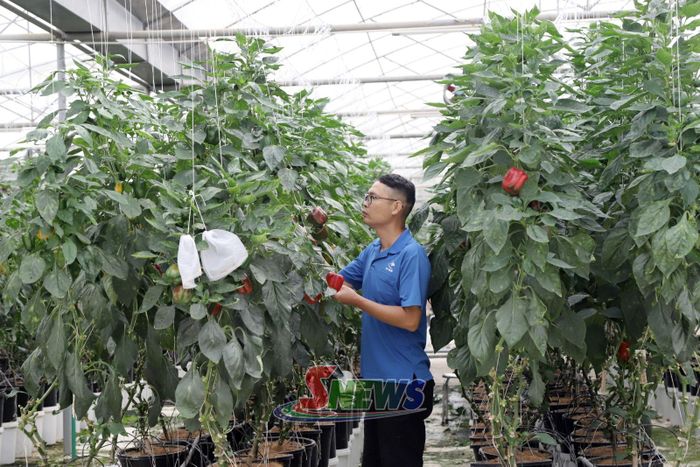 Mô hình trồng ớt trong nhà kính của Trung tâm Hỗ trợ đổi mới sáng tạo và chuyển đổi số tỉnh.