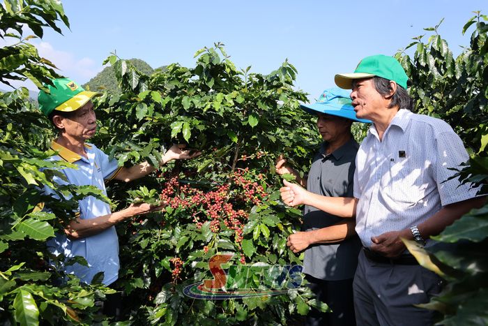 Chuyên gia tham gia chương trình hướng dẫn nông dân thu hái cà phê.