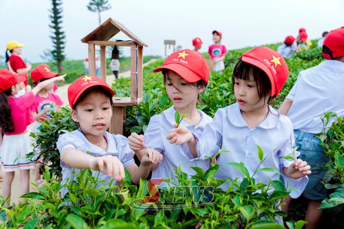 Các em học sinh trải nghiệm hái chè tại Mocha Hill.