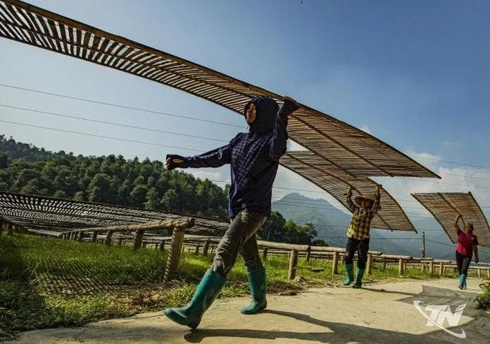 Làng nghề miến dong xã Côn Minh duy trì nghề truyền thống, tạo việc làm và thu nhập cho người dân địa phương.