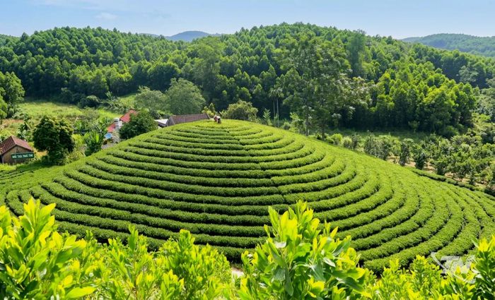 Hiện nay, Thái Nguyên có 6.483ha chè được cấp chứng nhận VietGAP và hơn 186ha chè được cấp chứng nhận hữu cơ.