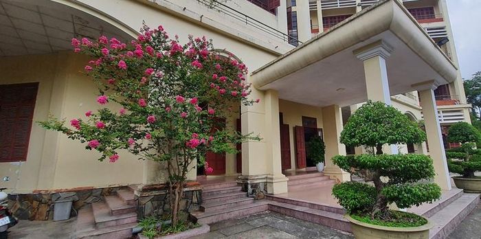  Hoa tử vi trước sân Thư viện thành phố.