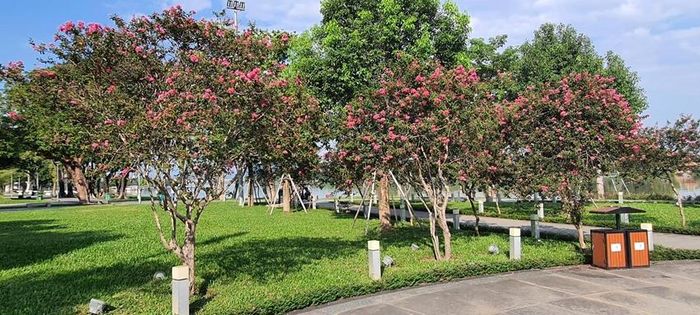  Hoa tử vi trồng ở công viên Lý Tự Trọng.
