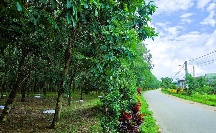 Đường hoa bên tán rừng cao su ở xã Cam Lộ.
