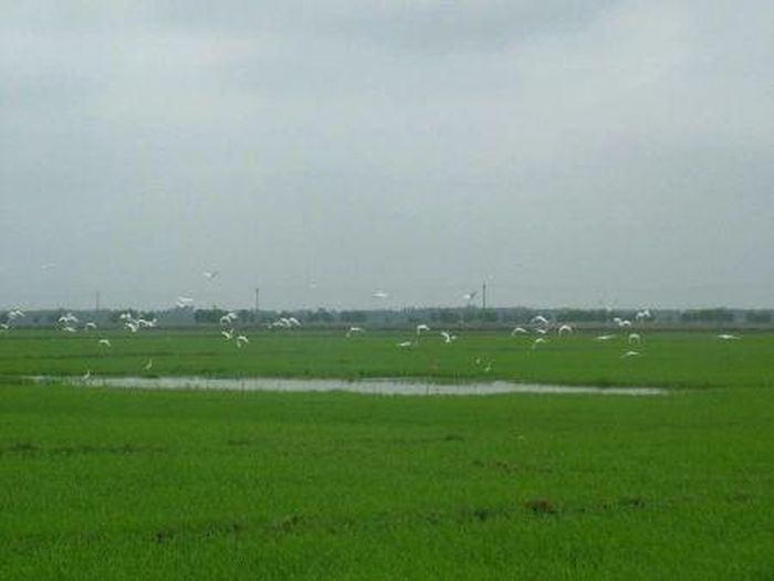  Bảo vệ đàn chim hoang hướng tới mục tiêu phát triển xanh và bền vững tại địa phương. 