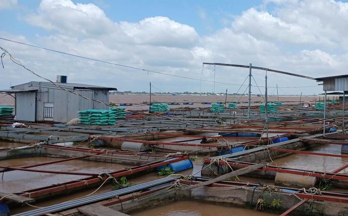 Thời điểm xảy ra sự việc, trời tối, hiện trường nước sâu, có nhiều bè cá liền kề nên công tác cứu hộ gặp nhiều khó khăn. Ảnh minh họa.