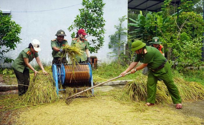 Công an xã Chiên Đàn huy động lực lượng thu hoạch lúa bị ngã đổ giúp người dân.
